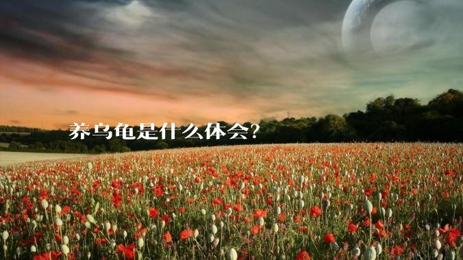 养乌龟是什么体会？